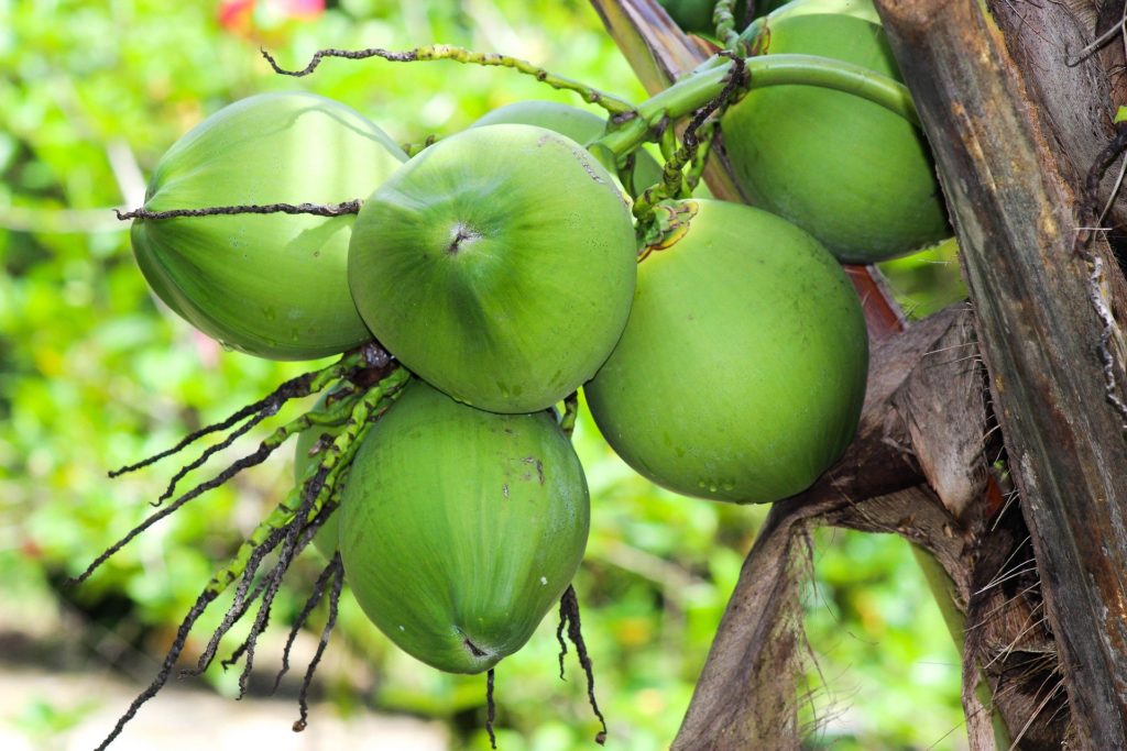Benefits of Coconuts